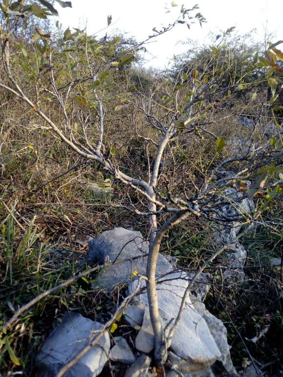 树状紫藤下山桩怎么适合盆栽 图片