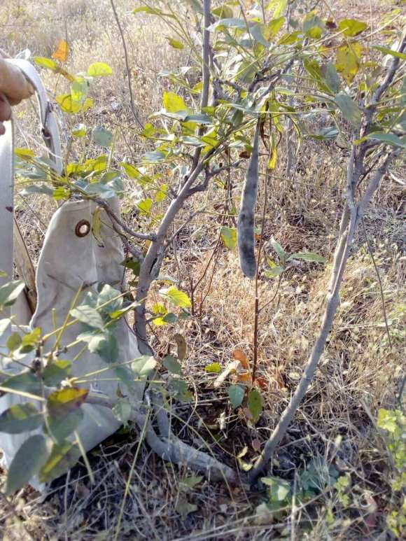 树状紫藤下山桩怎么适合盆栽 图片
