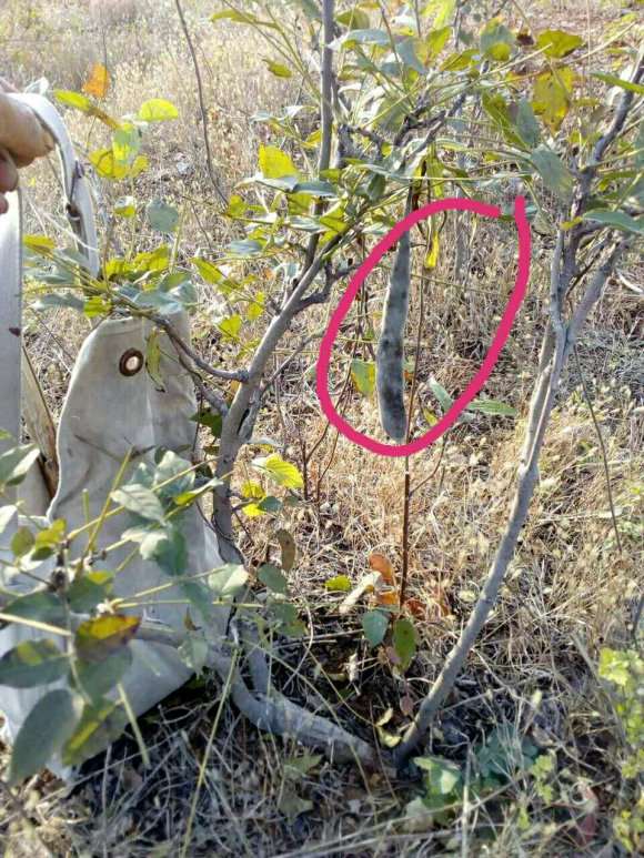 树状紫藤下山桩怎么适合盆栽 图片