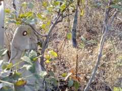 树状紫藤下山桩怎么适合盆栽 图片