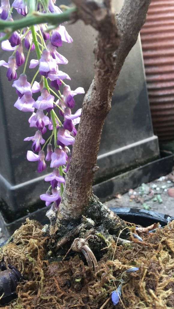 请问 这是日本小叶紫藤下山桩 图片