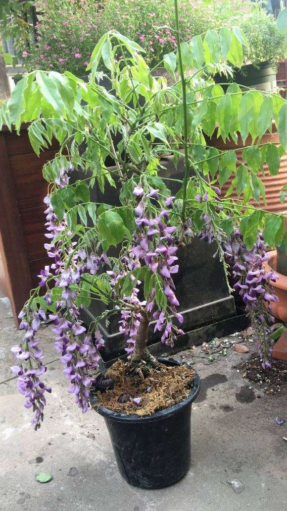 请问 这是日本小叶紫藤下山桩 图片