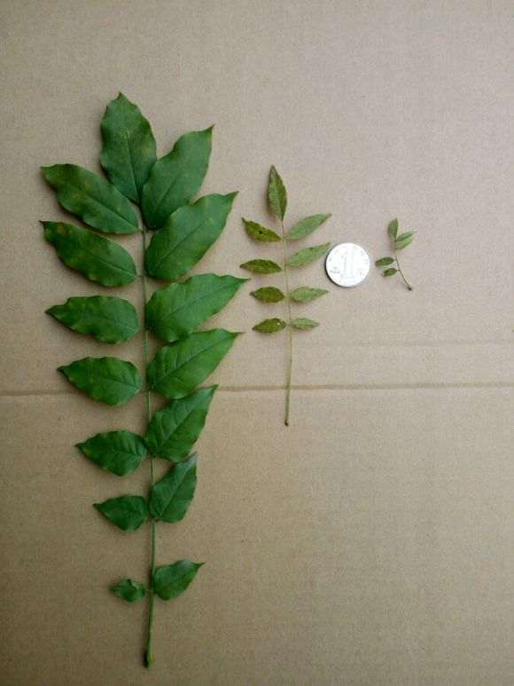 请问 这是日本小叶紫藤下山桩 图片