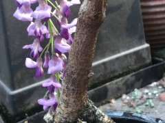 请问 这是日本小叶紫藤下山桩 图片