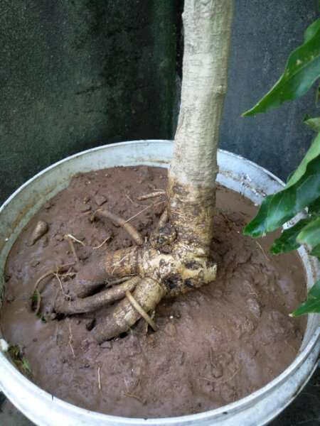 盆栽紫藤下山桩的土有什么讲究 图片