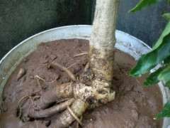 盆栽紫藤下山桩的土有什么讲究 图片