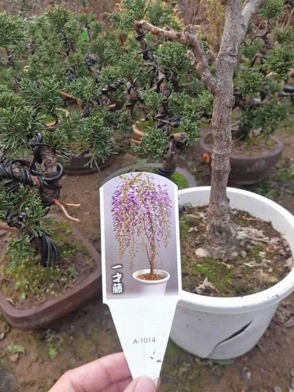 紫藤下山桩扦插的最好时期是几月份 图片