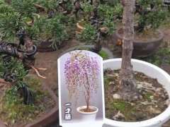 紫藤下山桩扦插的最好时期是几月份 图片