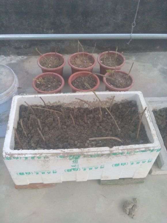 紫藤下山桩根实在太深 没法挖 怎么办