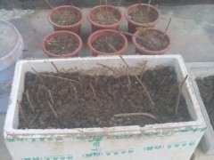 紫藤下山桩根实在太深 没法挖 怎么办