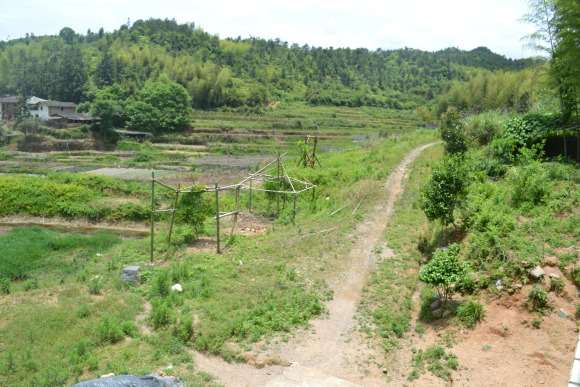 紫藤下山桩架子怎么搭 最好 图片