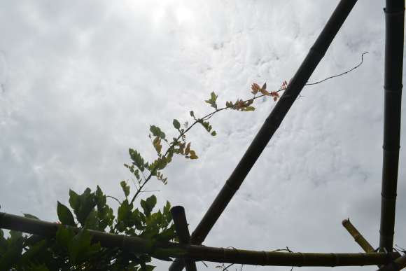 紫藤下山桩架子怎么搭 最好 图片