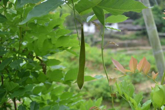 紫藤下山桩架子怎么搭 最好 图片