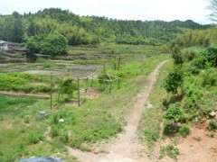 紫藤下山桩架子怎么搭 最好 图片