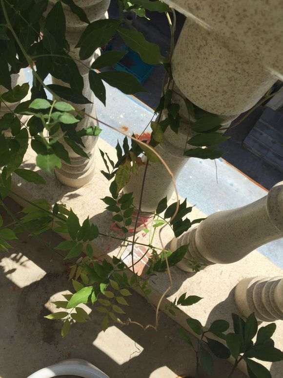 为什么紫藤下山桩顶端总是枯死 图片