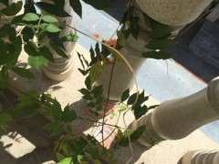 为什么紫藤下山桩顶端总是枯死 图片