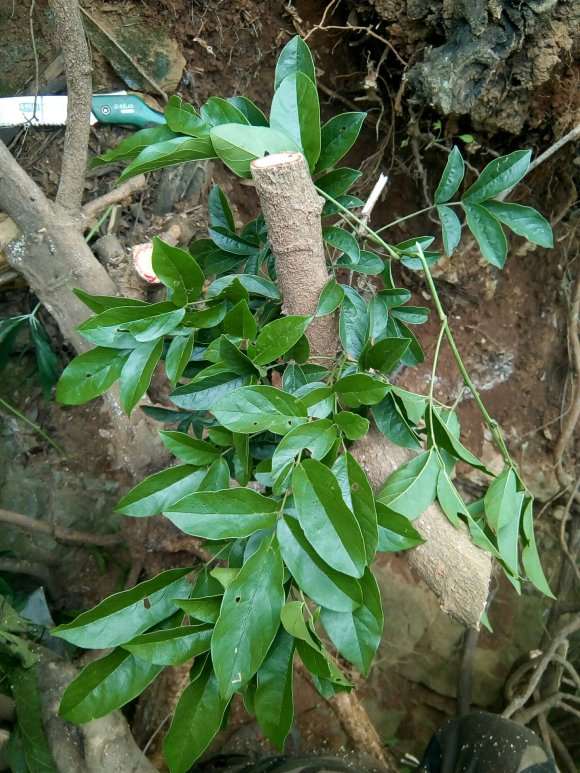 为什么紫藤下山桩 还是鸡血藤最好 图片