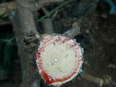 为什么紫藤下山桩 还是鸡血藤最好 图片