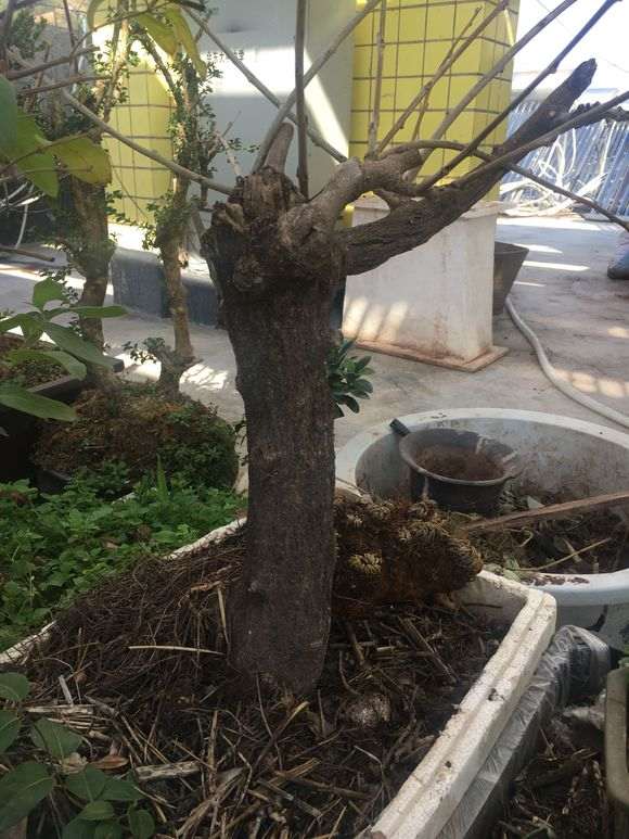 紫藤下山桩什么季节换盆 最好 图片