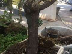 紫藤下山桩什么季节换盆 最好 图片