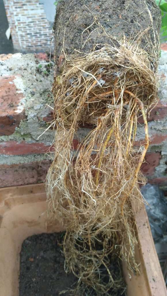 为什么紫藤下山桩的根长得很快 图片