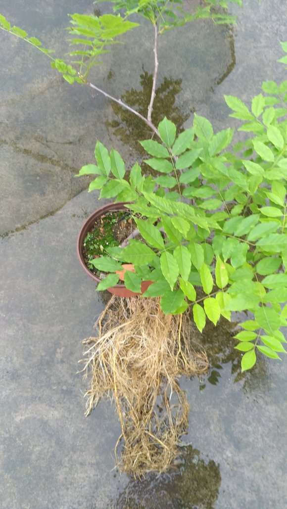 为什么紫藤下山桩的根长得很快 图片