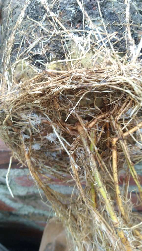 为什么紫藤下山桩的根长得很快 图片