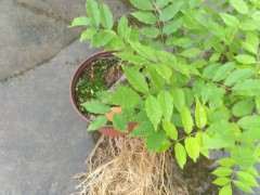 为什么紫藤下山桩的根长得很快 图片