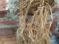 为什么家里千万别种紫藤下山桩 图片