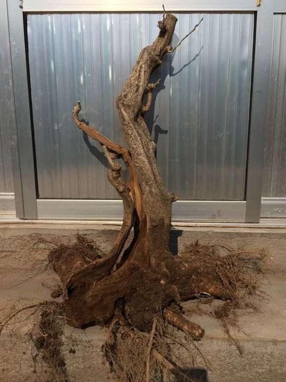 为什么紫藤下山桩好烂桩 怎么办 图片