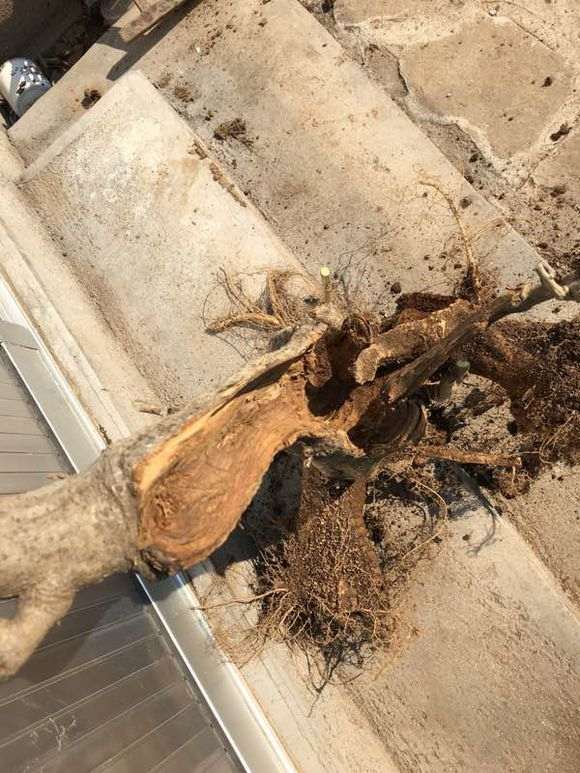 为什么紫藤下山桩好烂桩 怎么办 图片