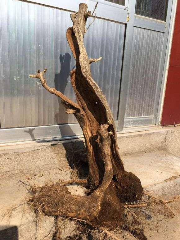 为什么紫藤下山桩好烂桩 怎么办 图片