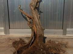 为什么紫藤下山桩好烂桩 怎么办 图片