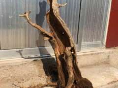 北方养紫藤下山桩能过冬吗 图片