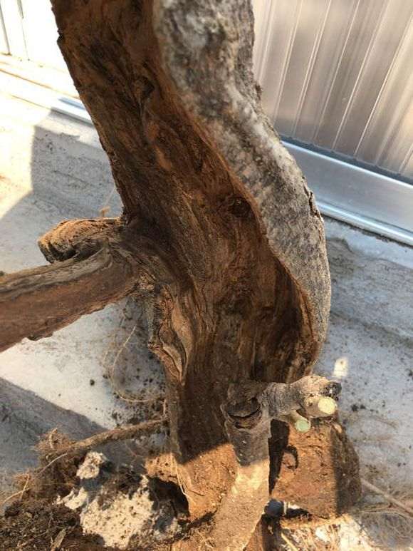 紫藤下山桩怎么种啊 用什么土呢 图片