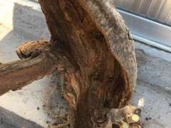 紫藤下山桩怎么种啊 用什么土呢 图片