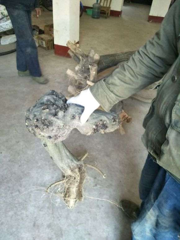 紫藤下山桩还能种活吗 怎么样 图片