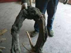 紫藤下山桩还能种活吗 可以吗 图片