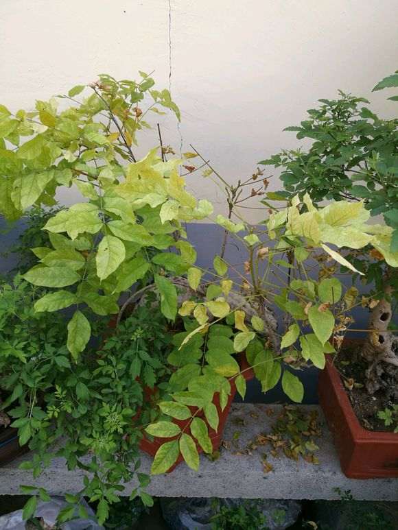 紫藤下山桩干枯掉叶了 怎么办 图片