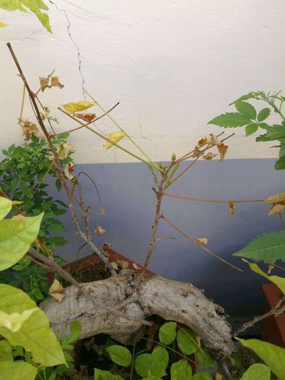 紫藤下山桩干枯掉叶了 怎么办 图片