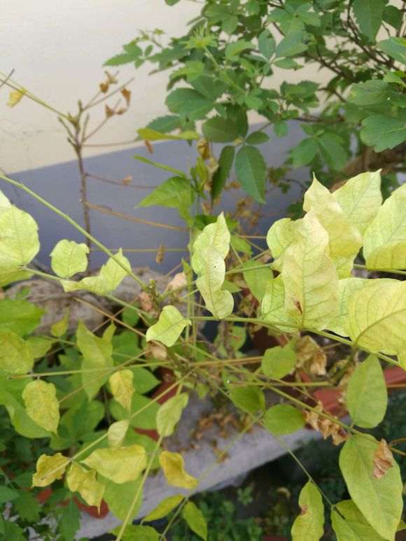 紫藤下山桩干枯掉叶了 怎么办 图片