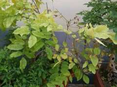 紫藤下山桩干枯掉叶了 怎么办 图片