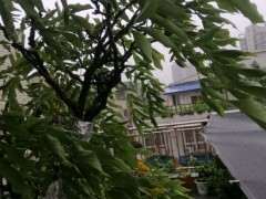 紫藤下山桩怎么了 叶子没有精神 图片