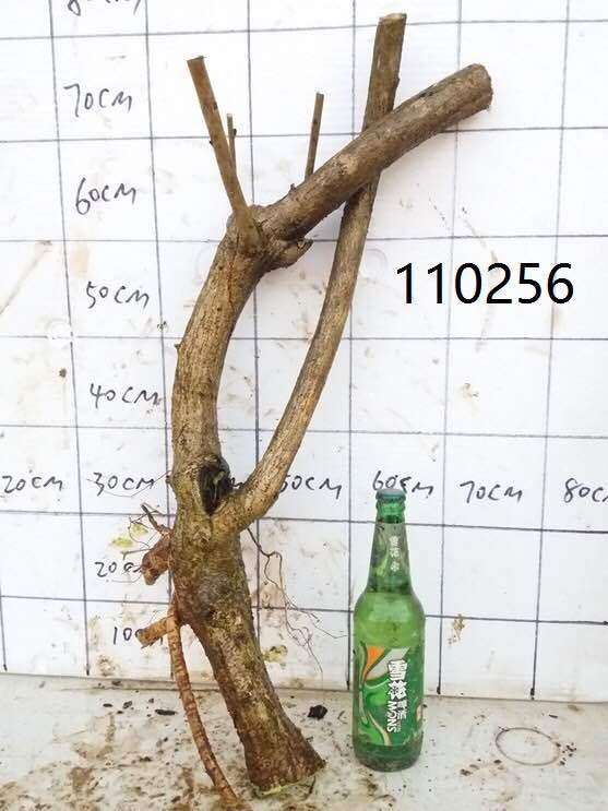 怎样分辨真假紫藤下山桩 我被骗了几次