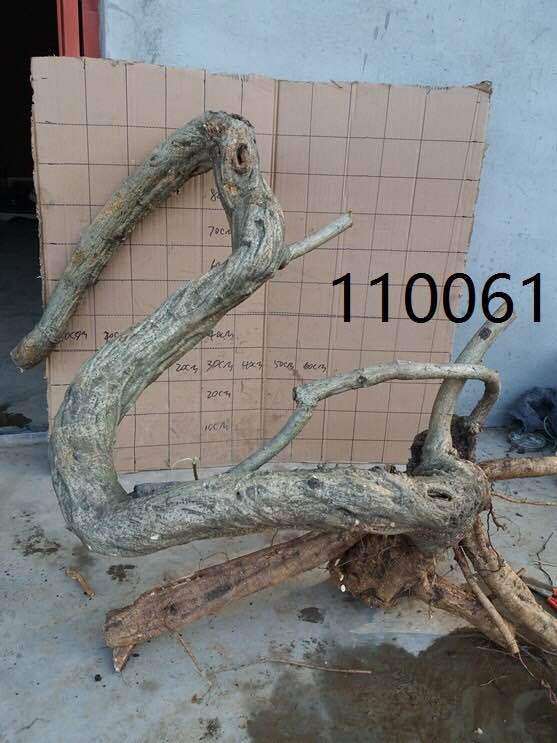 怎样分辨真假紫藤下山桩 我被骗了几次