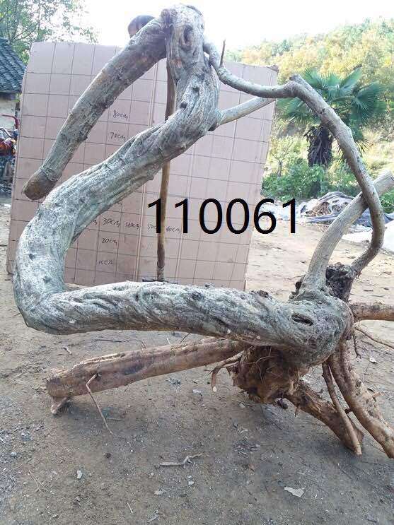 怎样分辨真假紫藤下山桩 我被骗了几次