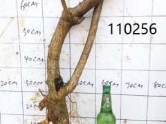 怎样分辨真假紫藤下山桩 我被骗了几次