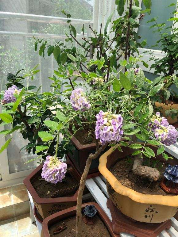 紫藤下山桩每片叶子粘粘的 怎么办 图片