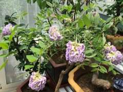 紫藤下山桩每片叶子粘粘的 怎么办 图片