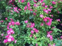 什么树可以嫁接紫藤下山桩 图片